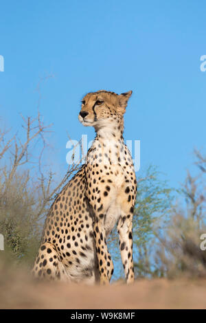 Le Guépard (Acinonyx jubatus), Kgalagadi Transfrontier Park, Northern Cape, Afrique du Sud, l'Afrique Banque D'Images