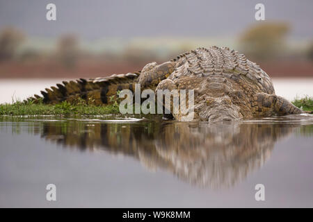 Le crocodile du Nil (Crocodylus niloticus), Zimanga Private Game Reserve, KwaZulu-Natal, Afrique du Sud, l'Afrique Banque D'Images