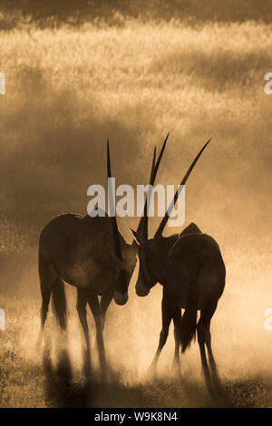 Gemsbok (Oryx gazella), Kgalagadi Transfrontier Park, Afrique du Sud, l'Afrique Banque D'Images