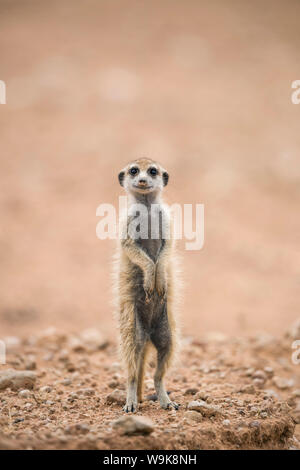 Les jeunes meerkat (Suricata suricatta) à burrow, Kgalagadi Transfrontier Park, Northern Cape, Afrique du Sud, l'Afrique Banque D'Images