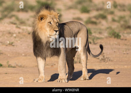 Male lion (Panthera leo) en patrouille, Kgalagadi Transfrontier Park, Northern Cape, Afrique du Sud, l'Afrique Banque D'Images