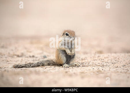 Les jeunes (Ha83 inauris), Kgalagadi Transfrontier Park, Northern Cape, Afrique du Sud, l'Afrique Banque D'Images