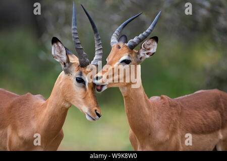 Impala (Aepyceros melampus), les mâles allotoilettage, Kruger National Park, Mpumalanga, Afrique du Sud, l'Afrique Banque D'Images