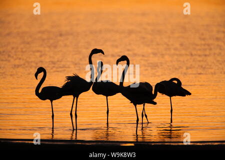 Plus de flamants roses (Phoenicopterus ruber), au crépuscule, lagune de Walvis Bay, en Namibie, Afrique Banque D'Images