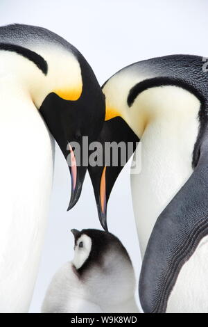 Manchot Empereur (Aptenodytes forsteri), chick et adultes, Snow Hill Island, mer de Weddell, l'Antarctique, régions polaires Banque D'Images
