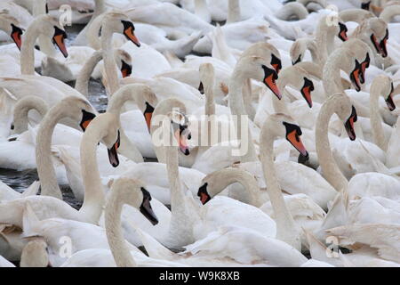 Le Cygne tuberculé (Cygnus olor), Abbotsbury Swannery, Dorset, Angleterre, Royaume-Uni, Europe Banque D'Images