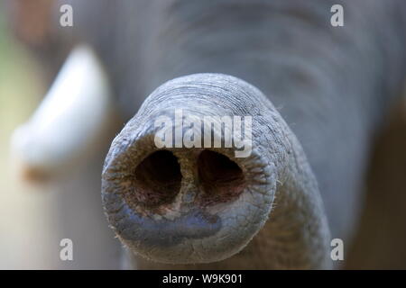 L'éléphant indien, (Elephas maximus), le tronc, Bandhavgarh N.P., Madhya Pradesh, Inde Banque D'Images