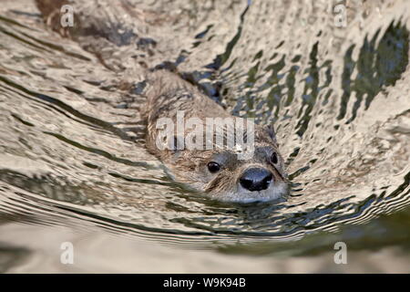 Rivière captif loutre (Lutra canadensis) natation, Arizona Sonora Desert Museum, Tucson, Arizona, États-Unis d'Amérique, Amérique du Nord Banque D'Images