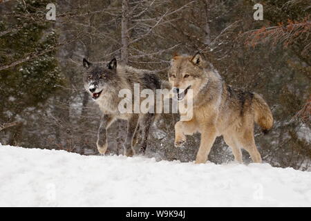 Deux loups gris (Canis lupus) en marche dans la neige, près de Bozeman, Montana, États-Unis d'Amérique, Amérique du Nord Banque D'Images