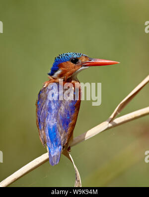 Martin-pêcheur huppé (Alcedo cristata), Kruger National Park, Afrique du Sud, l'Afrique Banque D'Images