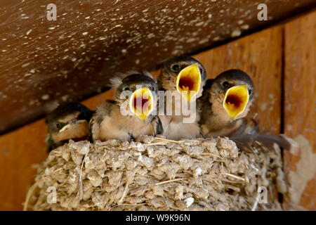 Quatre l'hirondelle rustique (Hirundo rustica) poussins pépiant, Custer State Park, Dakota du Sud, États-Unis d'Amérique, Amérique du Nord Banque D'Images