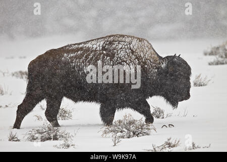 Bison (Bison bison) bull dans une tempête de neige de printemps, le Parc National de Yellowstone, UNESCO World Heritage Site, Wyoming, United States of America Banque D'Images