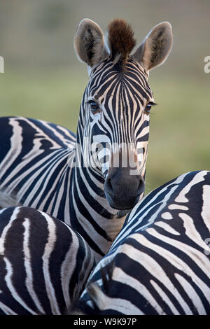 La moule commune (zèbre Des Plaines) (le zèbre de Burchell (Equus burchelli), l'Addo Elephant National Park, Afrique du Sud, l'Afrique Banque D'Images