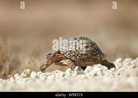 Tortue léopard (Geochelone pardalis), Kgalagadi Transfrontier Park, qui englobe l'ancien Kalahari Gemsbok National Park, Afrique du Sud, l'Afrique Banque D'Images