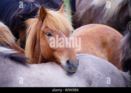 Chevaux Islandais, près de Vik, le sud de l'Islande (Sudurland), l'Islande, les régions polaires Banque D'Images