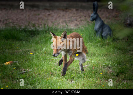 Vue de face photo d'action de renard roux urbain féminin (Vulpes vulpes) isolé à l'extérieur dans le jardin britannique en été, courant sauvage sur la pelouse. Banque D'Images