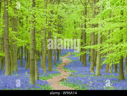 Jacinthes des bois au printemps en hêtre, Bois Dockey, Buckinghamshire, Angleterre, Royaume-Uni, Europe Banque D'Images