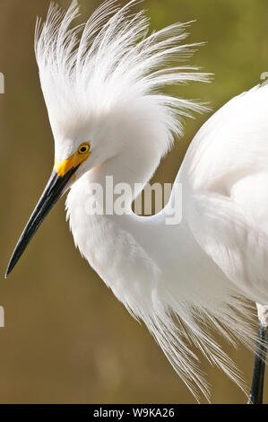 Aigrette neigeuse (Egretta thula), Everglades, Floride, États-Unis d'Amérique, Amérique du Nord Banque D'Images