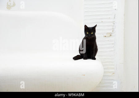 Chat, Pyrgos village, Tinos, Cyclades, îles grecques, Grèce, Europe Banque D'Images