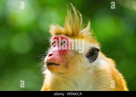 Toque macaque monkey, nommé pour ses cheveux, disparition, Jardins Botaniques Royaux de Peradeniya, Kandy, Sri Lanka, Asie Banque D'Images