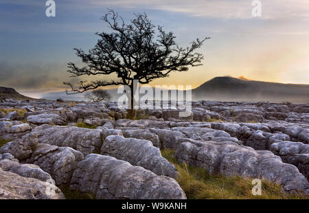 Ingleborough et arbre d'aubépine à l'aube de Twistleton cicatrices dans le Yorkshire Dales, Yorkshire, Angleterre, Royaume-Uni, Europe Banque D'Images