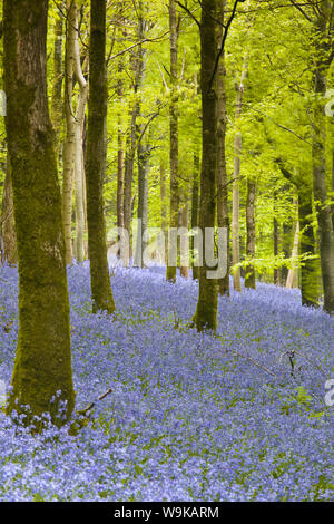 Jacinthes des bois, Delcombe, Dorset, Angleterre, Royaume-Uni, Europe Banque D'Images