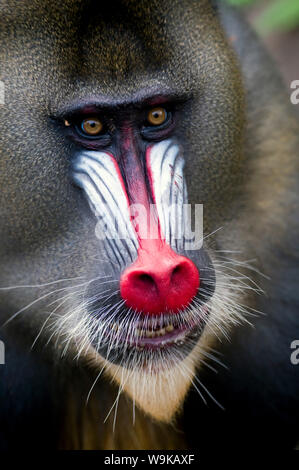 Portrait d'un mâle mandrill Mandrill (SPHINX), Parc de la Lekedi, Haut-Ogooue, Gabon, Afrique du Sud Banque D'Images