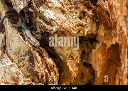 Lézard de couleur brune au soleil sur moignon en bois. Close-up Banque D'Images