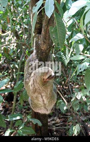 Sloth sur un arbre au Costa Rica. Manuel Antonio NP. Banque D'Images