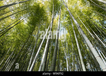 Détail de bambous à la recherche vers le ciel dans une forêt de bambou, Japon Banque D'Images