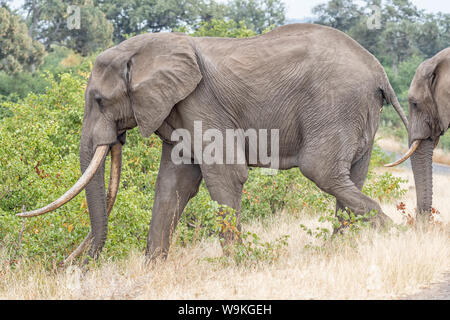 Un éléphant d'Afrique avec de grandes défenses marcher dans l'herbe Banque D'Images
