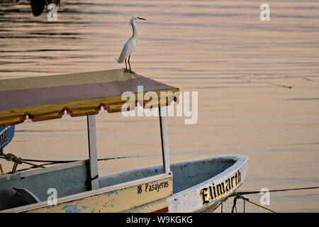 Une grande aigrette repose sur le toit d'un bateau d'excursion le long de la rive du lac Catemaco au coucher du soleil à Catemaco, Veracruz, Mexique. Le lac d'eau douce tropical au centre de la Sierra de Los Tuxtlas, est une destination touristique populaire et connu pour libre allant des singes, la forêt tropicale et de sorcières mexicain connu sous le nom de Brujos. Banque D'Images