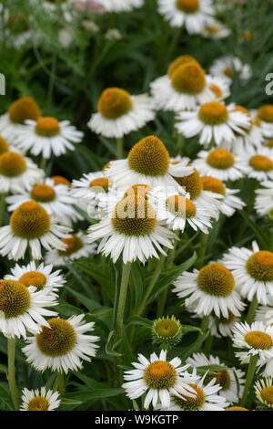 Echinacea 'White la méditation'. Echinacea 'White' méditation dans un jardin frontière. UK Banque D'Images