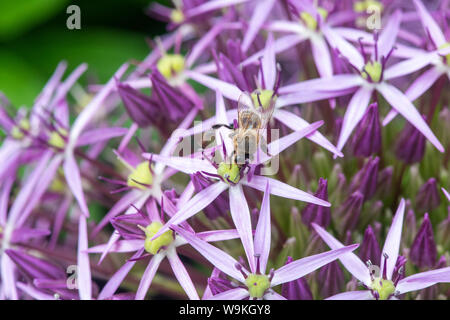 L'alimentation de l'abeille sur une fleur d'Allium cristophii dans un jardin anglais Banque D'Images