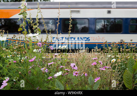 Train East Midlands avec fleurs en premier plan à Thetford Station, Norfolk. Non aiguisé Banque D'Images