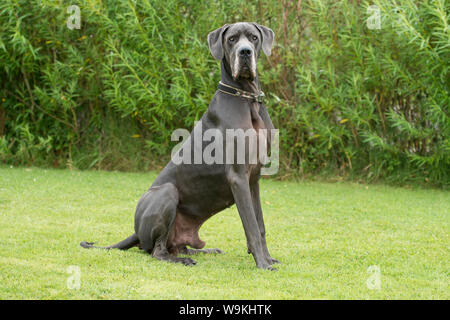 Dogue Allemand Banque D'Images