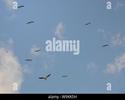 Juvéniles élevés en captivité cigognes blanches (Ciconia ciconia), survolant la Knepp Estate peu après leur libération, Sussex, Royaume-Uni, août 2019. Banque D'Images