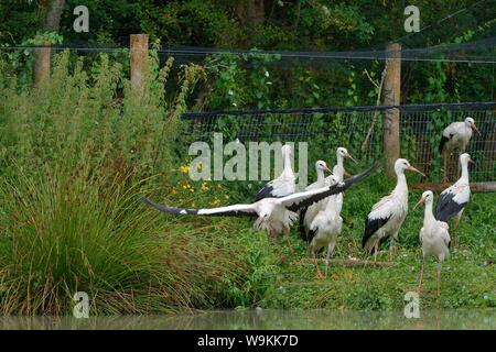 Juvéniles élevés en captivité Cigogne Blanche (Ciconia ciconia), volant à partir d'un enclos temporaire le jour de diffusion sur l'Knepp estate, Sussex, Royaume-Uni, août 2019. Banque D'Images