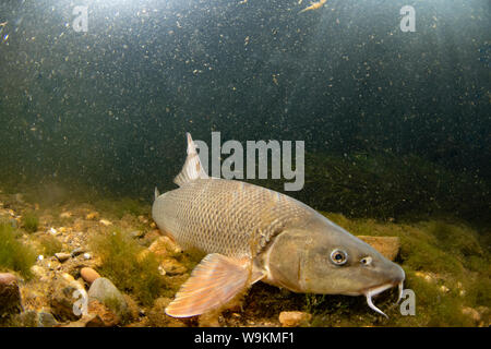Barbel commun, Barbus barbus, natation le long du fleuve, la rivière Trent, Nottingham, Juillet Banque D'Images