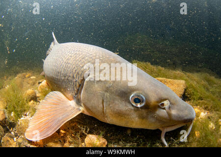 Barbel commun, Barbus barbus, natation le long du fleuve, la rivière Trent, Nottingham, Juillet Banque D'Images
