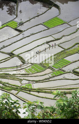 Batad rizières en terrasse Banque D'Images