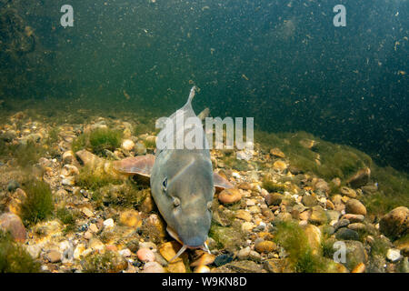 Barbel commun, Barbus barbus, natation le long du fleuve, la rivière Trent, Nottingham, Juillet Banque D'Images