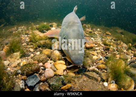 Barbel commun, Barbus barbus, natation le long du fleuve, la rivière Trent, Nottingham, Juillet Banque D'Images