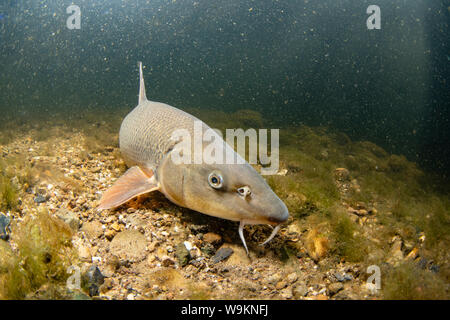 Barbel commun, Barbus barbus, natation le long du fleuve, la rivière Trent, Nottingham, Juillet Banque D'Images