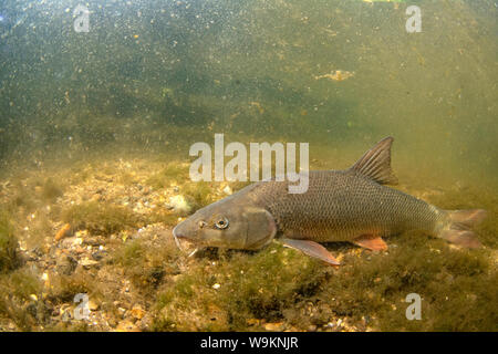 Barbel commun, Barbus barbus, natation le long du fleuve, la rivière Trent, Nottingham, Juillet Banque D'Images