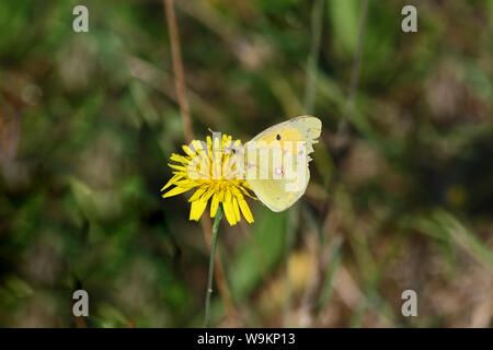 Des hommes âgés ayant brouillé papillon jaune Nom latin colias crocea à partir de la famille des Pieridae sur un figuier fleur laiteron Sonchus asper latin en Italie Banque D'Images