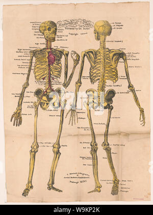 Les plaques anatomiques, publiée par le Dr Parker Banque D'Images