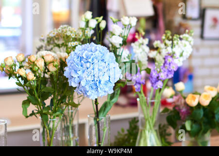 Variété de belles fleurs en pot sur l'affichage à l'intérieur, affaires, accent sur l'hortensia bleu. arrière-plan flou Banque D'Images