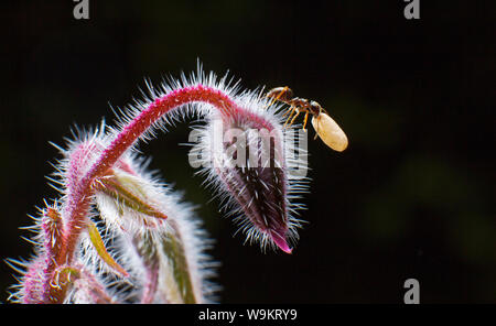 Ant le jardin c'est l'oeuf une tige. Banque D'Images