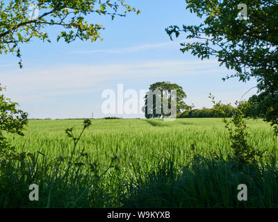 Un ancien beech tree vu à travers un champ d'orge d'hiver souffle doucement à être au soleil et encadré par un trou dans une haie hawthorne Banque D'Images